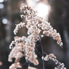 branch of a tree in winter
