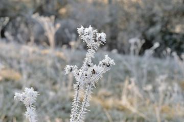 frost on branches