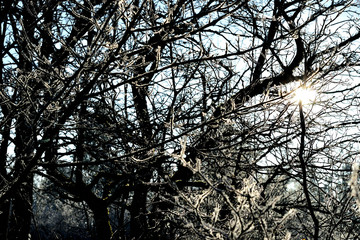 tree in winter