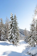 Beautiful winter landscape. Snowy forest in the Austrian ALps