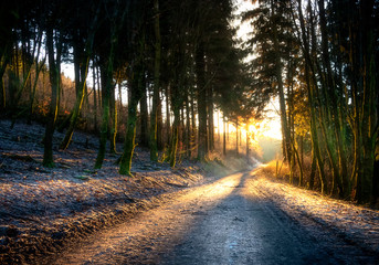 Icy footpath in the forest