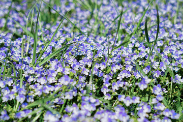 blue flowers in the garden