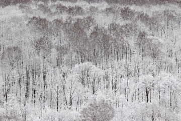 Winter forest, snow covered trees, picturesque view. Nature after snowfall, cold weather, white fairy wood for background