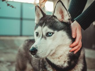 Petting the husky. Hand of a man stroking the head of a dog Siberian husky close-up
