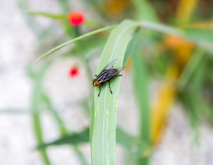 mosca no capim 