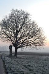 silhouette of tree in winter