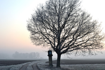 silhouette of tree in winter