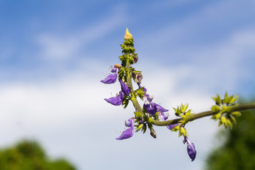 flores dos matos e plantas aqui no meu quintal