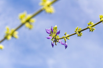flores dos matos e plantas aqui no meu quintal