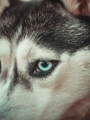 blue eye husky close up
