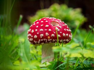 red mushroom