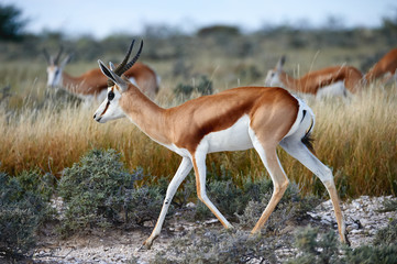 In Namibia a baby springbok, Antidorcas marsupialis, an African antelope walking free in the savannah