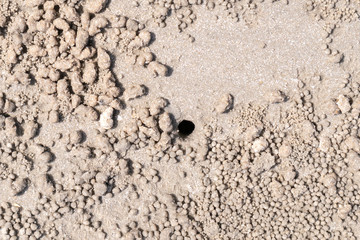 Crab's hole on the beach floor on wet sand