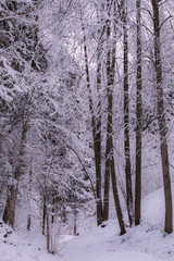 winter forest in the park