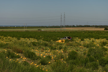 field of melons and watermelons against a blue sky in Anapa Krasnodar Territory Russia