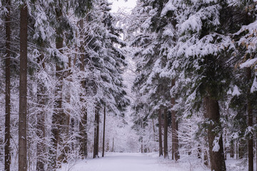 winter forest in the park