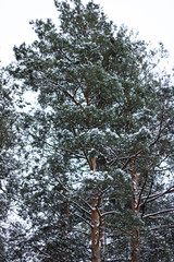  Snow covered pine
