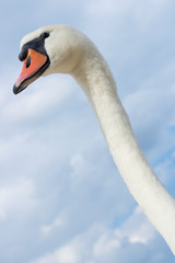 Head of swan on the background of sky.