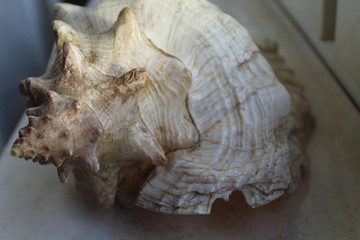 shell