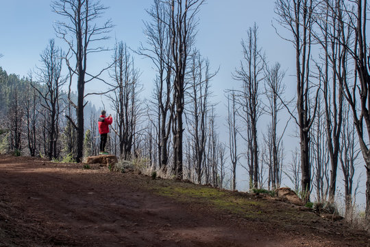 Young man taking photos with smartphone on burn forest