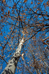 Looking skyward at a tree with orange leaves against a blue sky