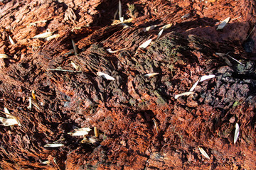 Textured red decaying wood close up 