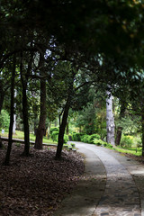 A turn path in a shady forest