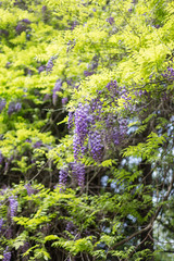 The blossom wisteria at spring