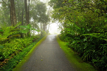 Fototapeta na wymiar Nature Garden with foggy and rainy at Thailand