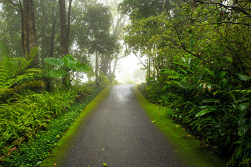 Nature Garden with foggy and rainy at Thailand