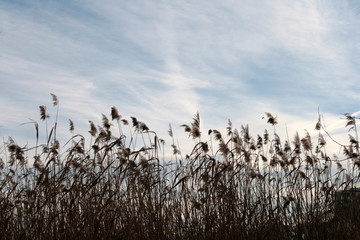 reed on the lake © Artur