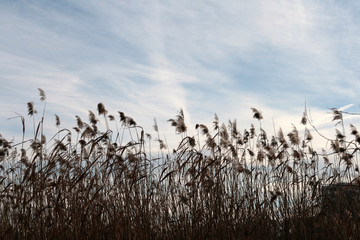 reed on the lake