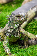 iguana