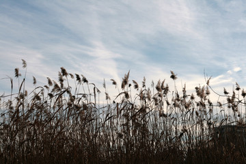 reed on the lake