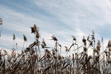 reed on the lake