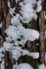 Wood texture, covered with snow. Wooden