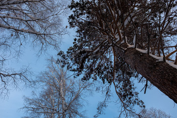 Winter in Siberia. Winter Scene.  Tall trees in the forest, covered with snow