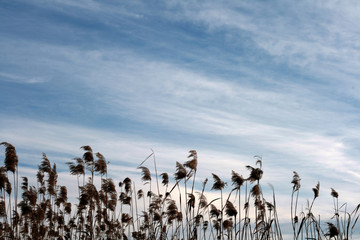 reed on the lake © Artur