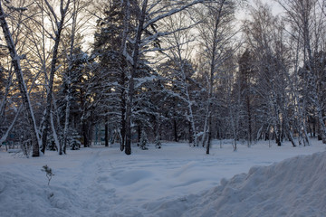 Fototapeta premium Winter in Siberia. Winter Scene. Tall trees in the forest, covered with snow