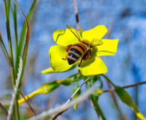bee on yellow flower