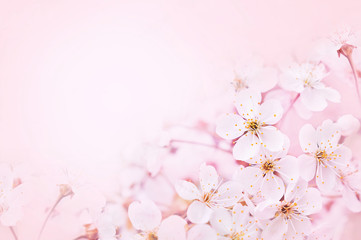 Spring blossom/springtime cherry bloom, bokeh flower background, pastel and soft floral card, toned	