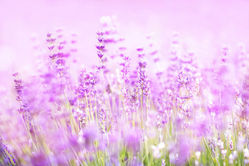 Summer blossoming lavender, flower field background, pastel and soft floral card, selective focus, shallow DOF, toned	