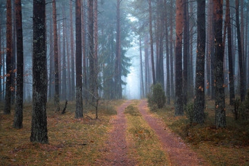 Fototapeta premium Foggy path in the forest