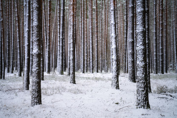 Trunks of trees with snow in the winter forest
