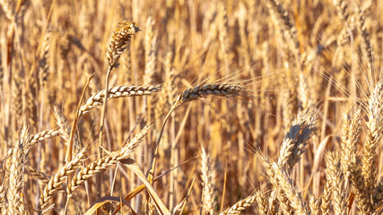 Wheat field and blue sky