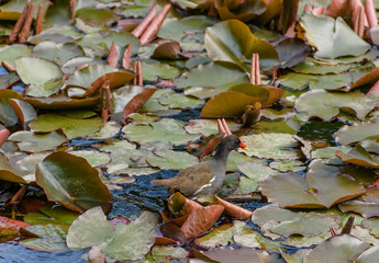  Moorhen in lake with lily leaves