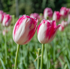 Pink tulips in the garden