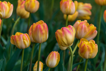 Colourful tulips in the garden
