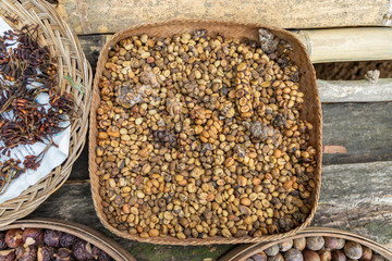 Tray of civet cat poo containing digested coffee beans. Once roasted, the coffee - known as Kopi...