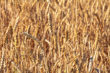 Wheat field and blue sky